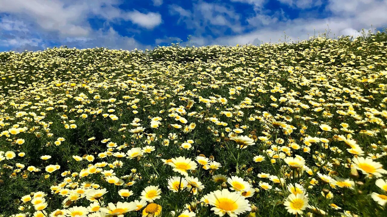 Lost In The Flowers 🌻