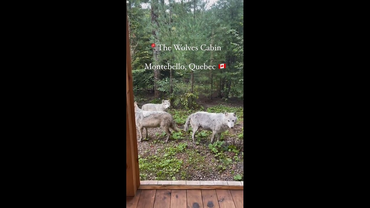 Montebello Quebec B&B With Wolves