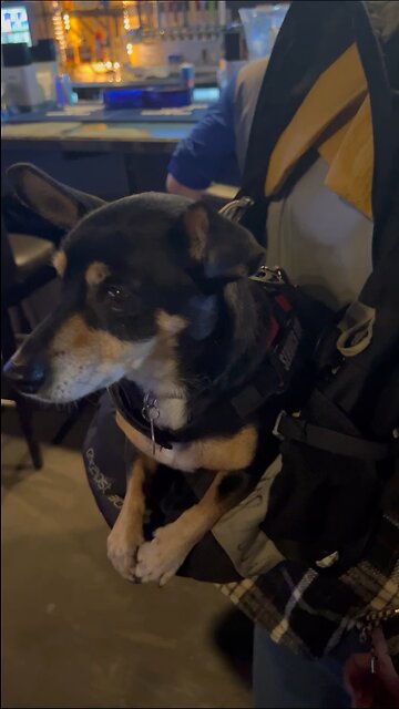 Cute dog in backpack