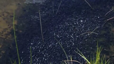 Tadpole pollywogs on the shore of a beautiful lake49