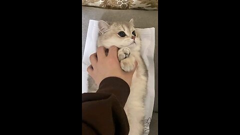 Cats🐈 video😍💕