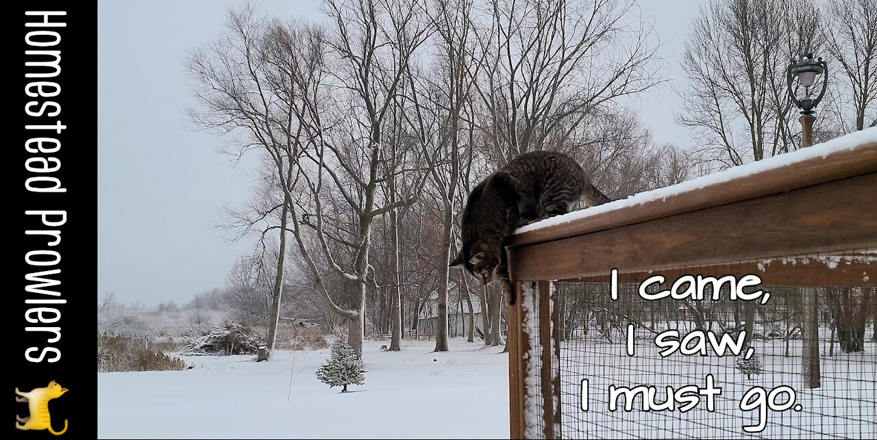 Cat Demands to Be Let Out To Survey His Snowy Kingdom