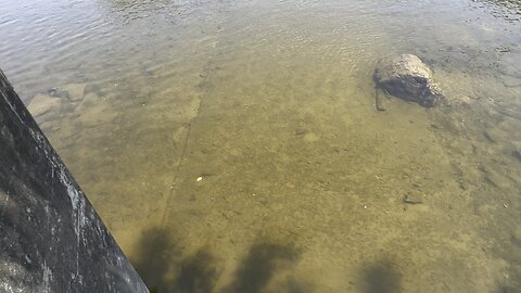 Feeding the Humber River minnows