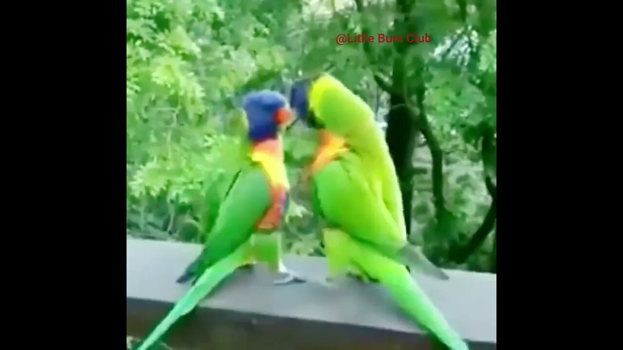 Swanson Lorikeet | Viral Dance | Animal Vibes 927