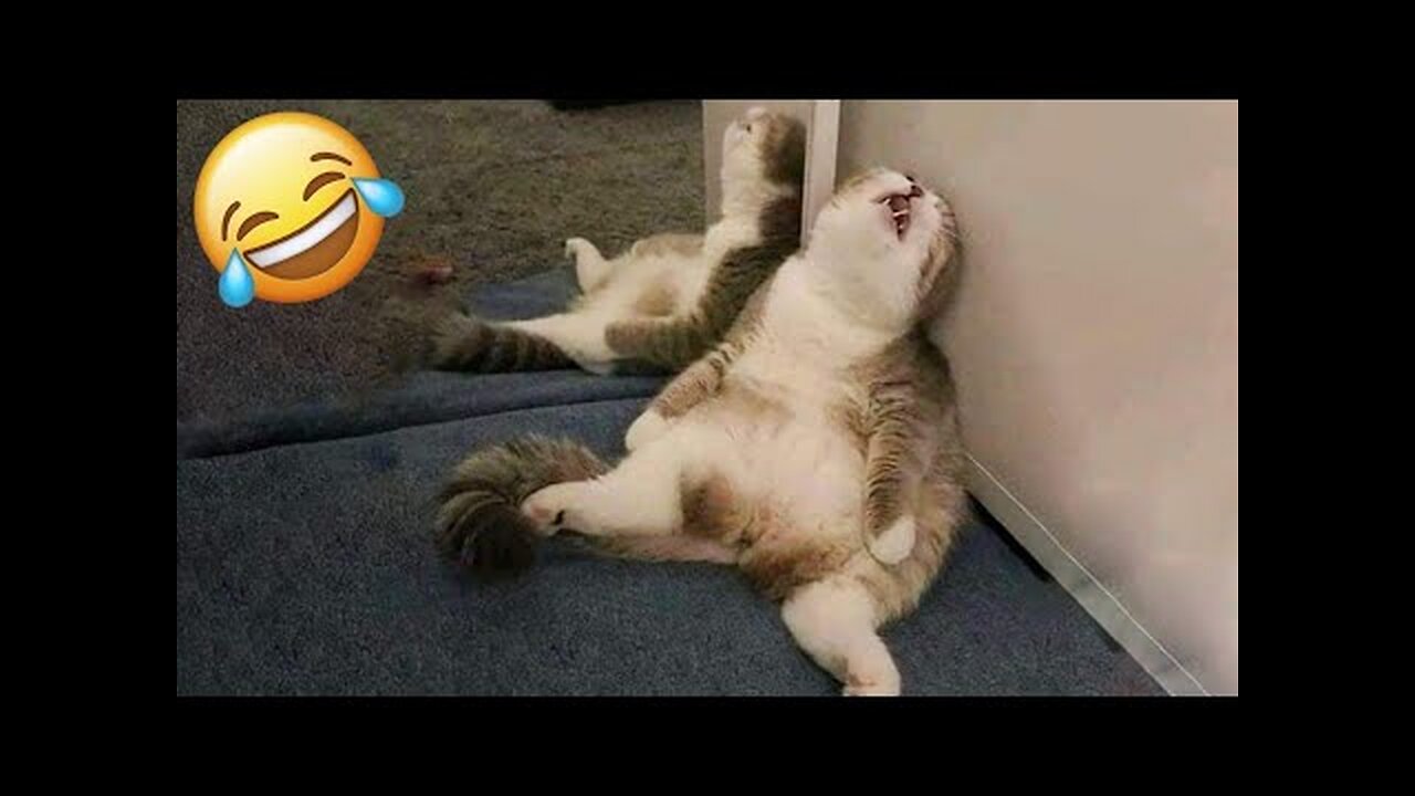 New Funny Animals 😅 Funniest Dogs And Cats Videos 2023🐶😺 #1