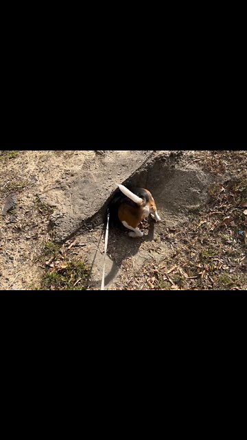 Fat beagle trying to get into a small hole. Fat guy in a little coat lol￼￼