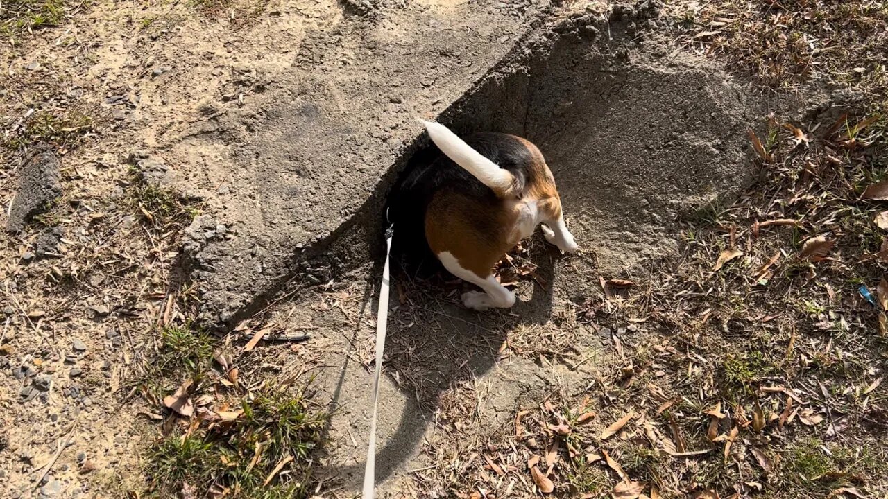Fat beagle trying to get into a small hole. Fat guy in a little coat lol