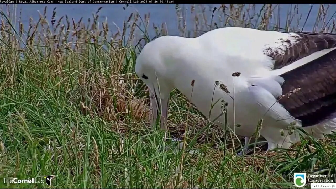 LGL(Mom) returns home and sees baby for first time. A little feeding.1-25-21