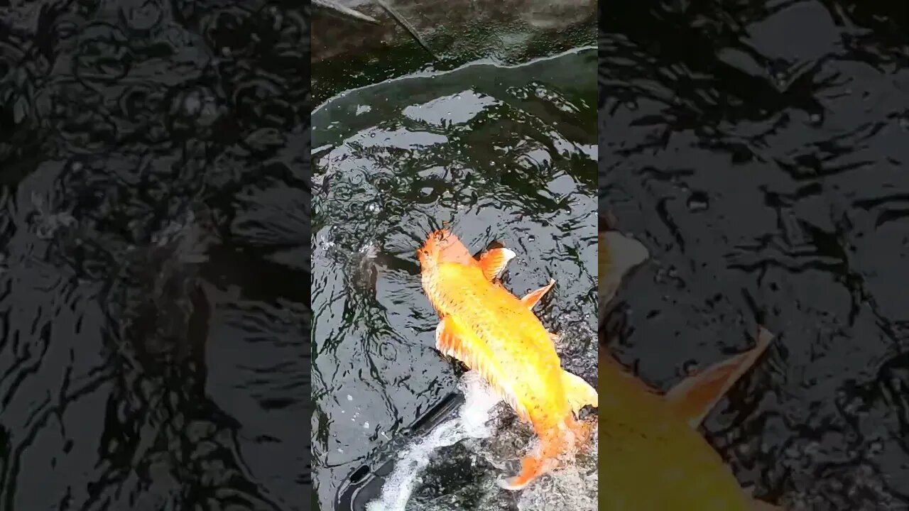 Big orange koi fish #shorts