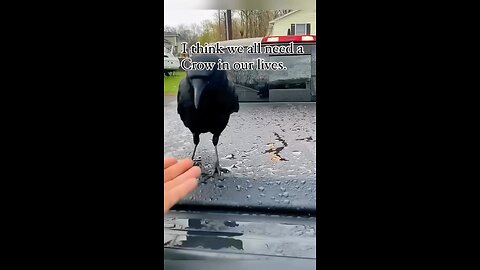 Friendly Crow