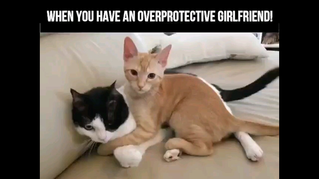 "Overprotective Pawtector: Cat's Hilariously Extra Measures! 🐾😹 | Viral Cuteness Alert"