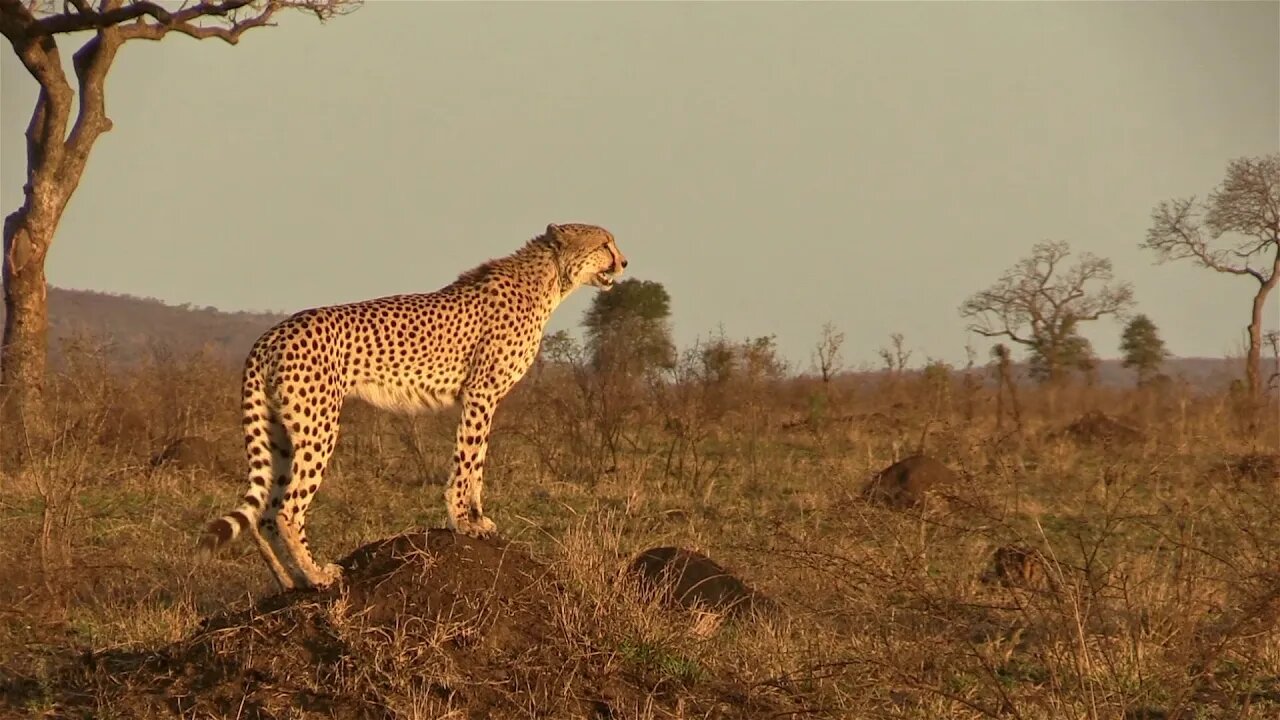 What Sounds Do Cheetahs Make? Male Cheetah Chirps & Stutters