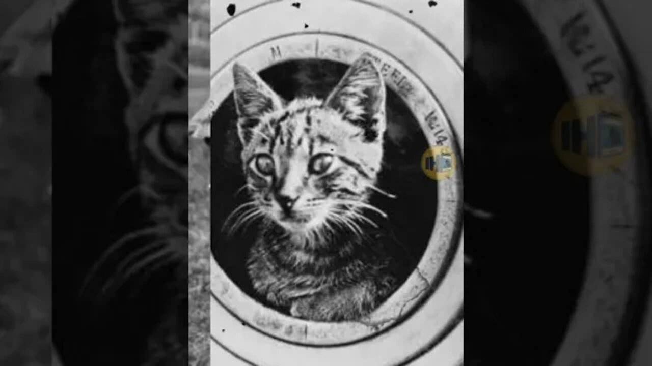 ANIMAIS DURANTE AS DUAS GUERRAS MUNDIAIS #shorts #historia #fotoshistoricas #curiosidades