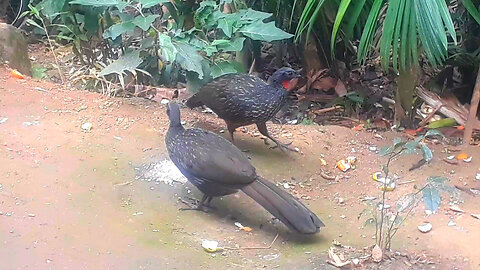 Jacu Faminto em Busca de Comida: Uma Jornada na Terra
