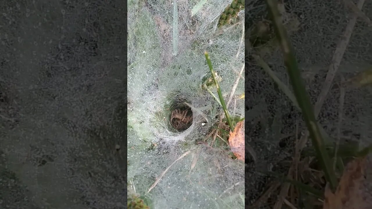 In Celebration of the Spooky Season: Damn nature you scary.