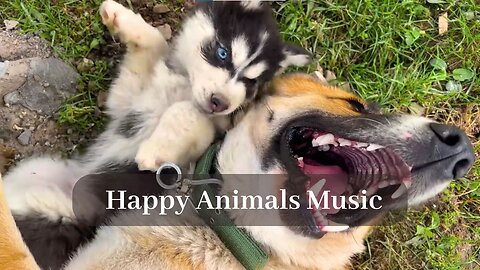 Mediterranean Music, Friendly Happy Animals in a Mountain Village