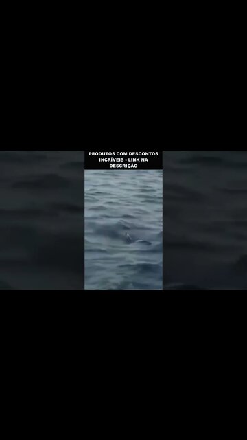 tubarão deu um bote perfeito