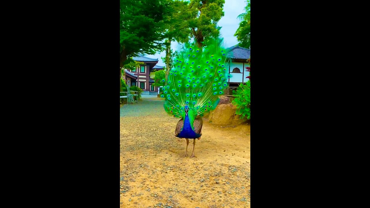 Funny Peacock || Don't Miss end 😊