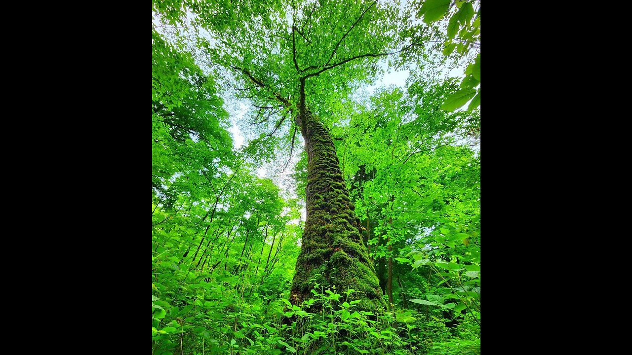 Babol,Hirkani forest,Jajan village, Mazandaran, Babol, floresta Girkani,vila de Jajan​