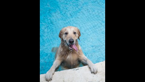 Most viewed video on rumble!! Dog taking bath