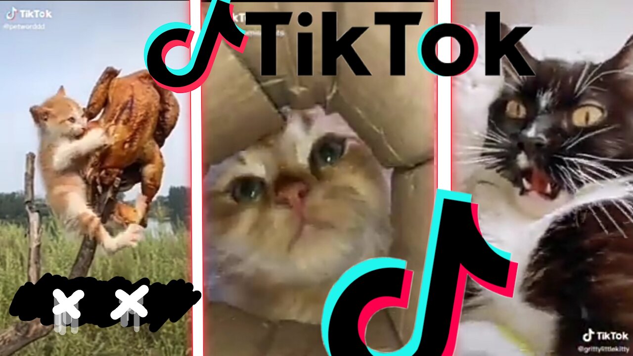 💥😺 Funny Cats😺 Application TikTok💥 - Cute Cats - Funny Cats