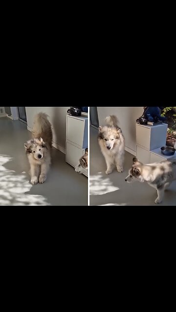 Malamute Pups Melodiously 'Awoo' Alongside Mom's Song