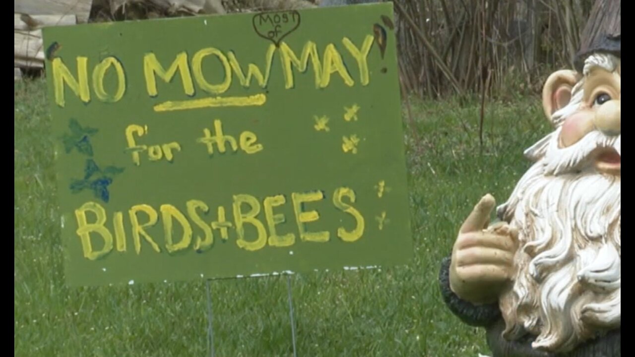 'No Mow May' is an effort to help the birds and the bees