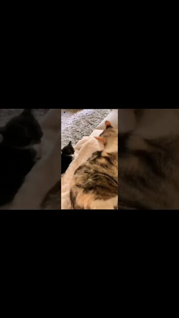 cute cat and baby cat shorts #short