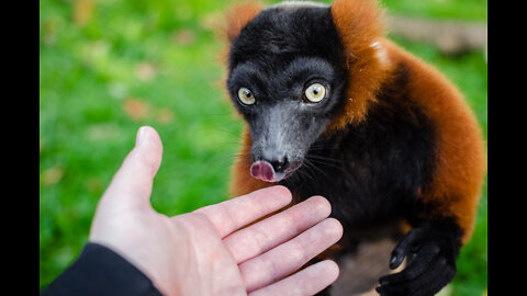 10 Cutest Exotic Animals In The World