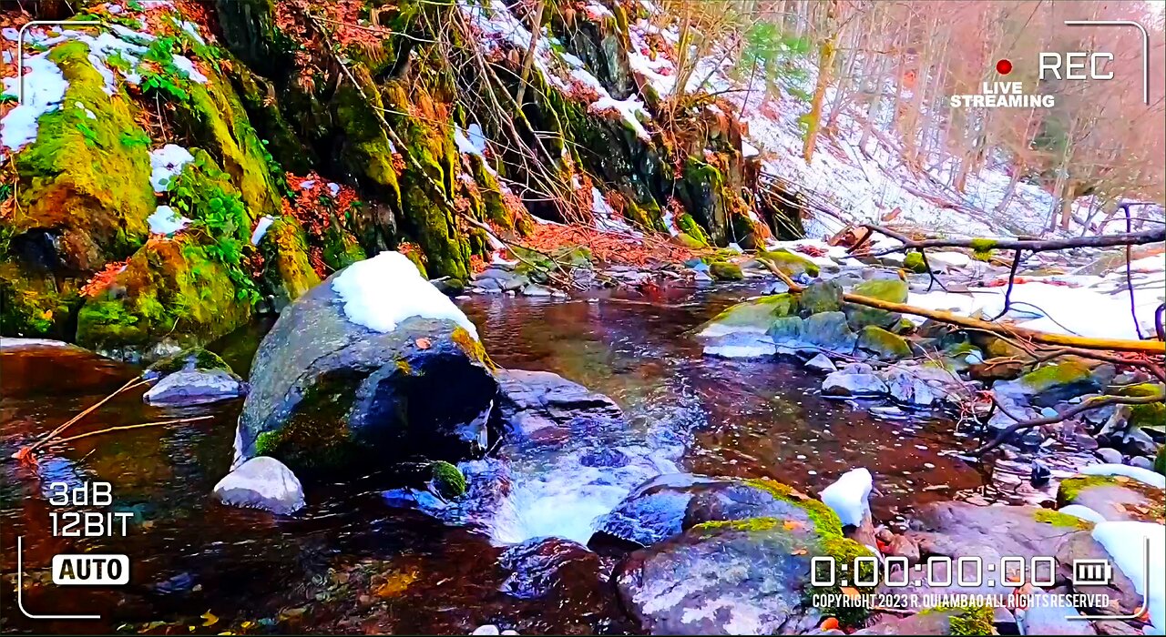 Whispers Of The Wild | Zen Asmr # 120