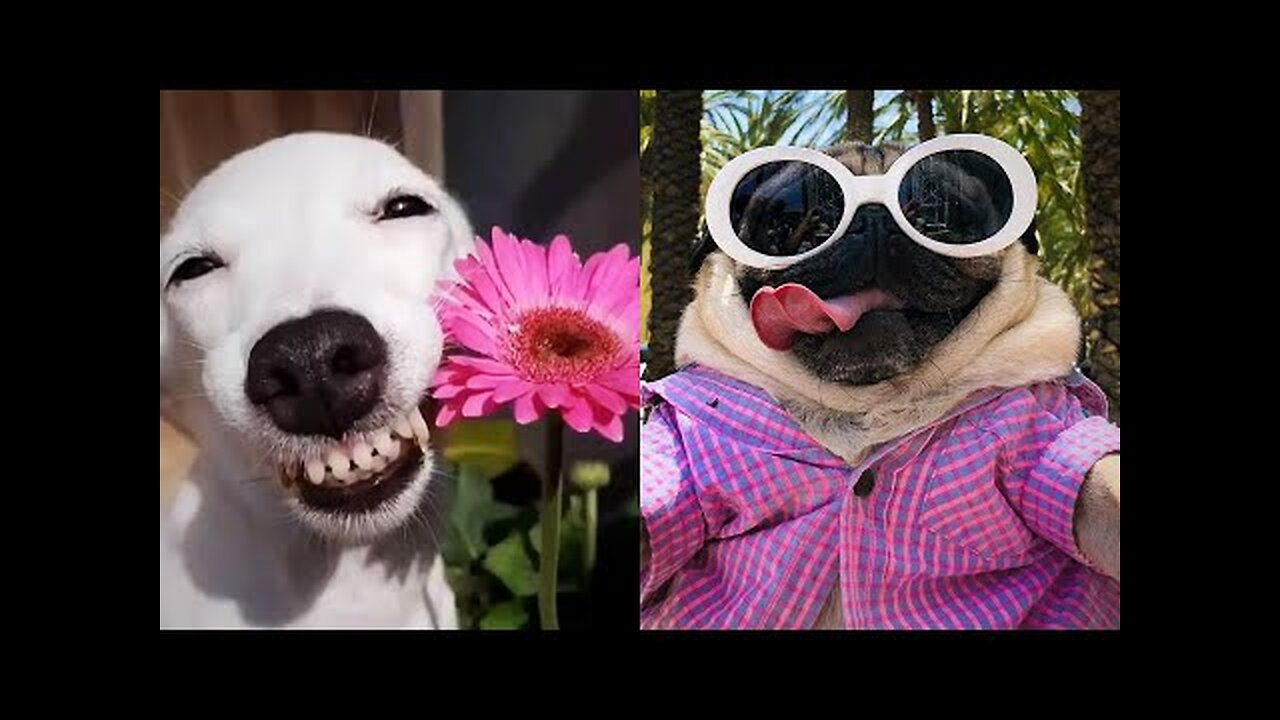 Funny Animals 😂 - Try Not To Laugh 😺😍 #4