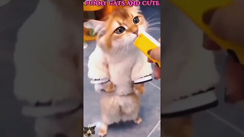 #shorts# funny cats and cute!!!🤣🤣🤣🐈