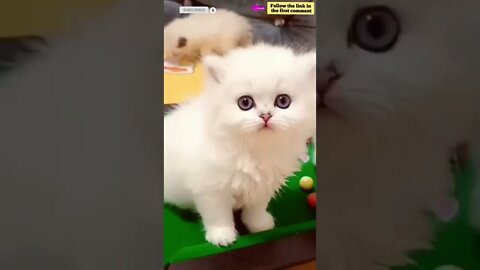 cute cat videos 😹 funny videos 😂 863 😻