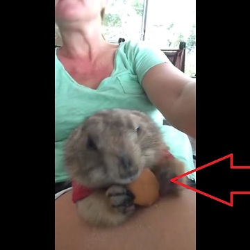 Prairie Dog Eats Vanilla Wafer From Owners Lap For The First Time