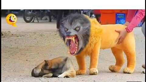 Fake lion 🦁 & fake tiger 🐯 prank funny dogs 🐶