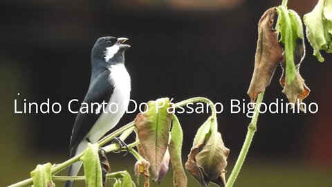 Lindo Canto do Bigodinho