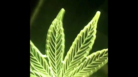 Legendary THC @Ziplok