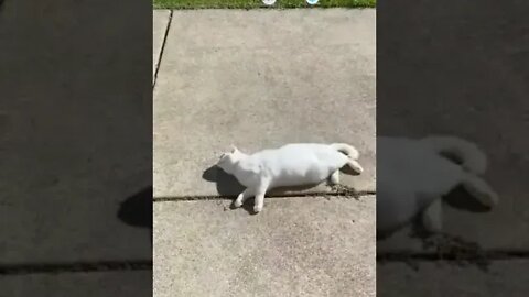 cute cat videos 😹 funny videos 😂 1104 😻 #shorts