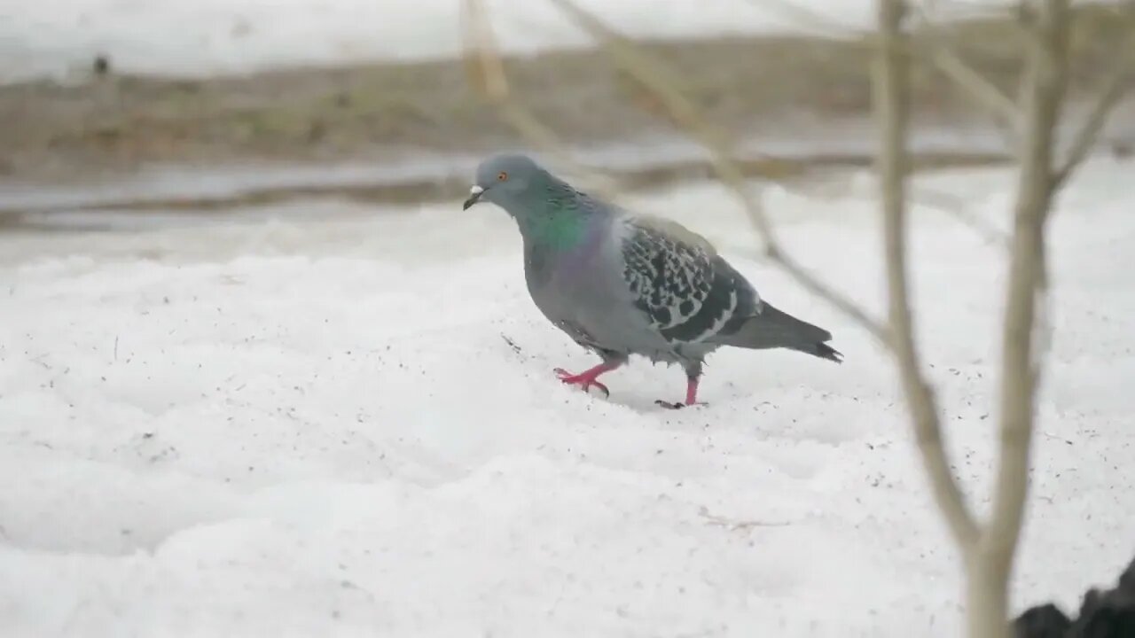 Pigeon on the snow in the street city