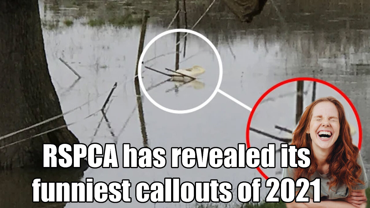 RSPCA has revealed🦆 its funniest😁😂🤣 callouts of 2021