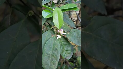 Pé de Limão no quintal de casa.
