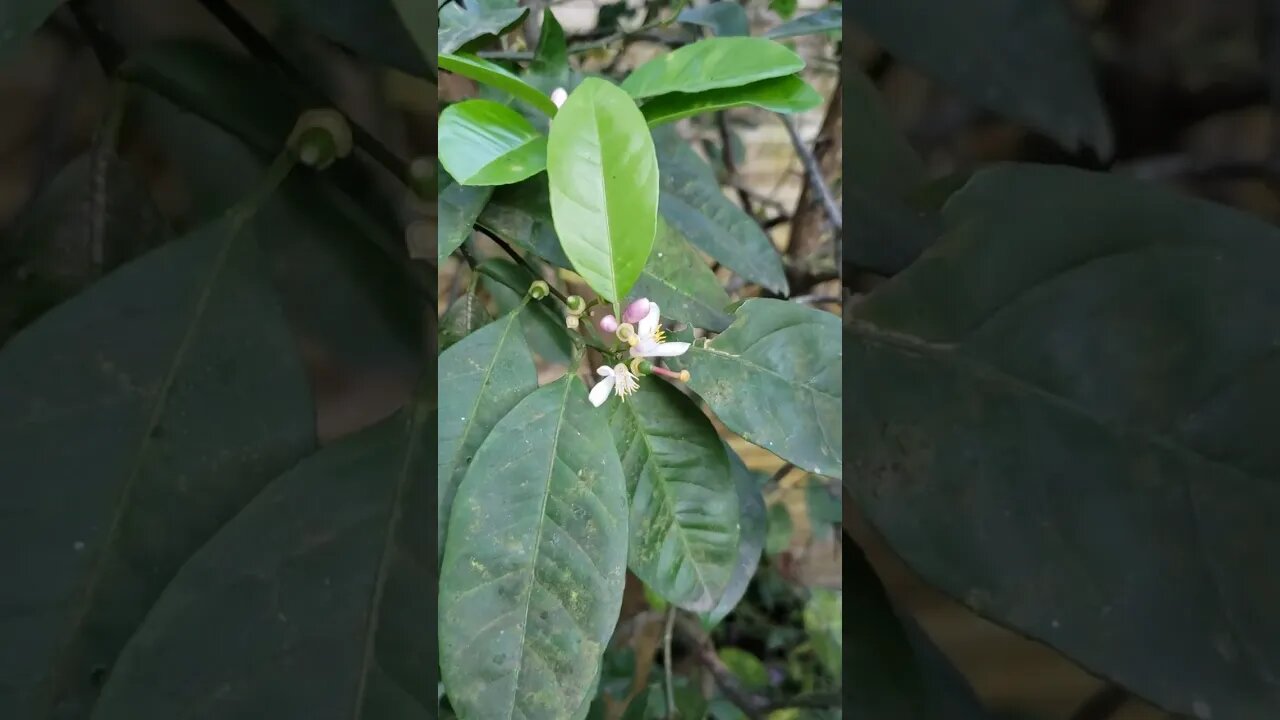 Pé de Limão no quintal de casa.