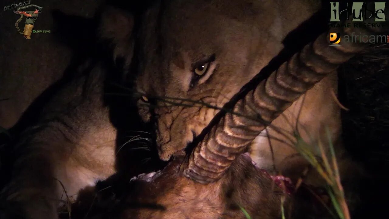 Daughters Of The Mapogo Lions - Rebuilding The Othawa Pride - 41: Waterbuck Feast