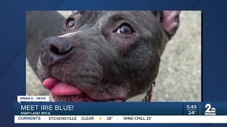 Irie Blue the dog is up for adoption at the Maryland SPCA