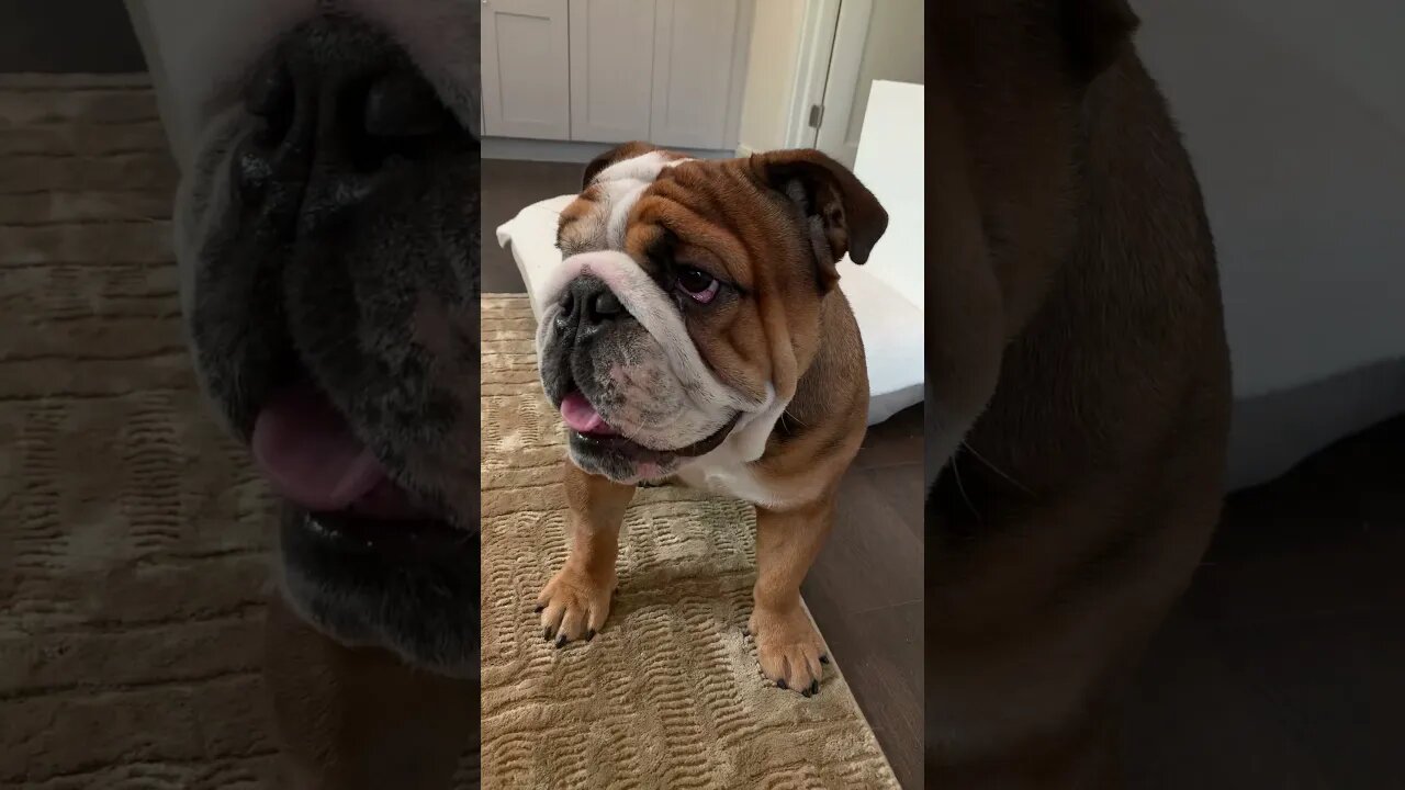 Attack dogs sound like Batman