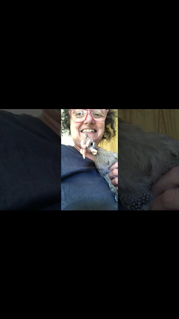 This is Malcolm the disabled guinea fowl.