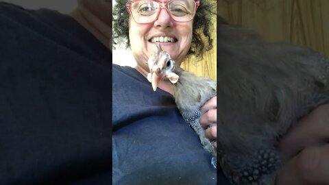This is Malcolm the disabled guinea fowl.