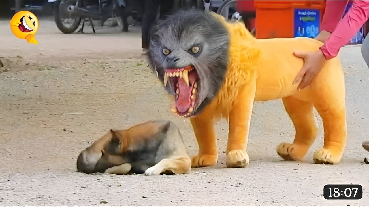 Troll Dogs Prank Video Fake Lion 🦁😂..