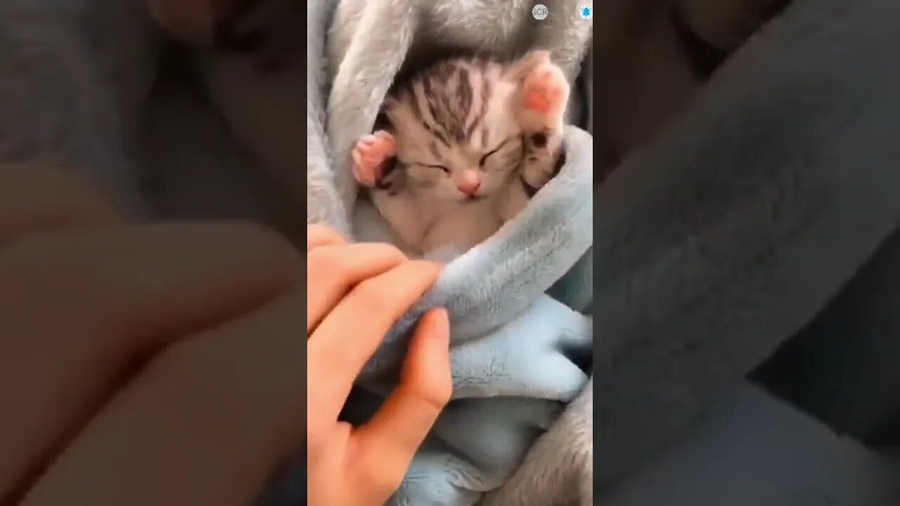 funny cat videos | cute cat videos| cute animals funny cats #shorts #shortsfunny #cutecat #funnycat