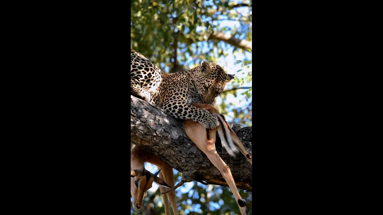 Leopard Plucking Fur Off Impala Carcass